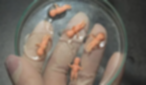 囊胚和孵化囊胚的区别，移植成功率哪个高一看便知