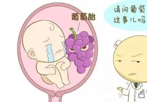 患有葡萄胎的患者还可以做试管婴儿吗？