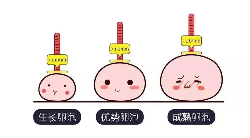 1个成熟卵泡雌二醇的正常值你知道吗？