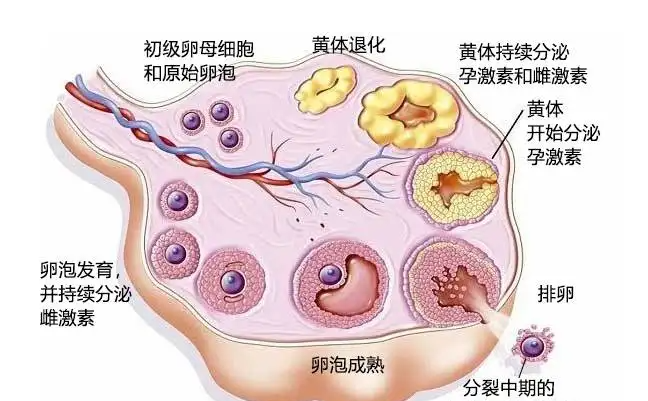 自然周期卵泡萎缩不能移植，成功率很低