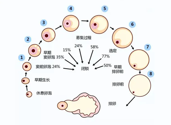 优势卵泡很关键，这是拥有成熟卵泡的前提