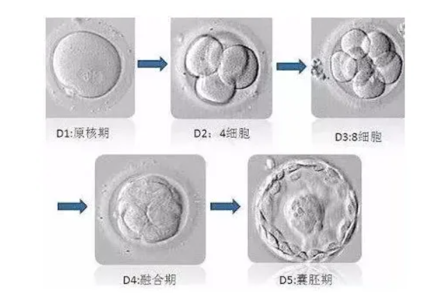 囊胚和鲜胚移植的区别，前者移植成功了更高