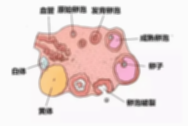 怀孕选择囊肿手术时间，一文告诉你什么时候做好
