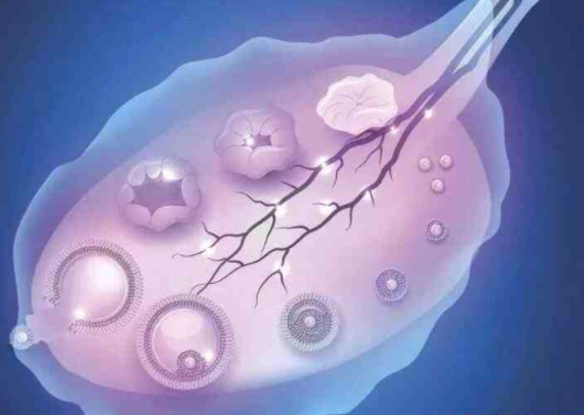 取卵后还会排卵吗,取卵后要注意什么
