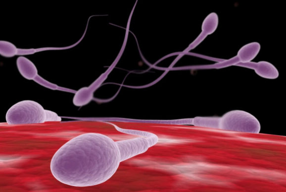 男性如何提高精子质量优化备孕,男性备孕前怎么养精