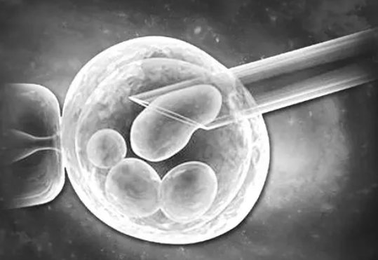 囊胚和鲜胚的区别：看完其中优缺点就知哪个成功率高