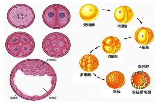 试管婴儿冻胚两杠了？冻胚存储的重要性