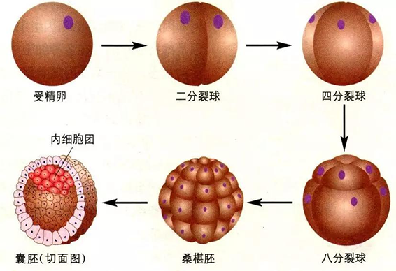 试管婴儿什么叫囊胚？了解囊胚是试管过程的关键因素