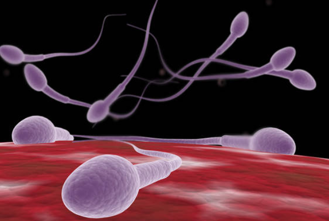 备孕期间男士可以吃什么提高精子活力，科学饮食助力生育