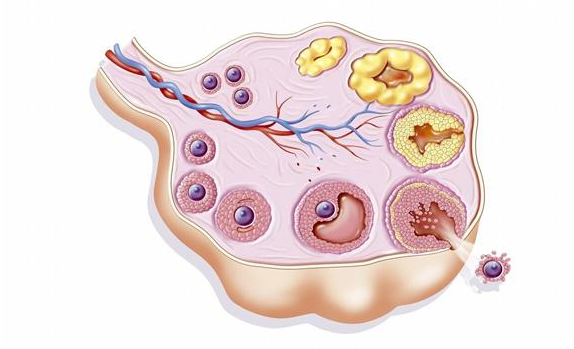 高龄试管卵泡少怎么办？卵泡少是有解决办法的