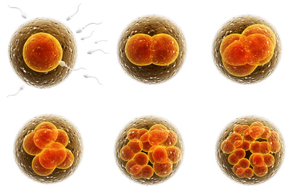 试管婴儿：1个和2个囊胚移植的3个区别，让你一目了然