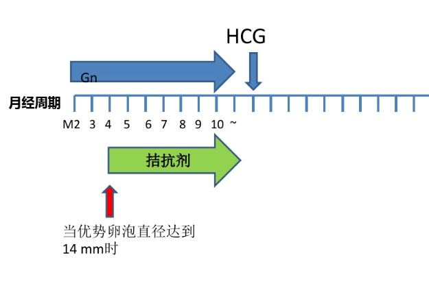 拮抗剂处理方案让你的卵泡更健康！快来get四大小技巧！