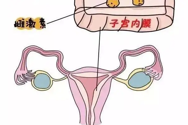 掌握女性生理周期，了解子宫内膜厚度变化排卵期惊人12mm！