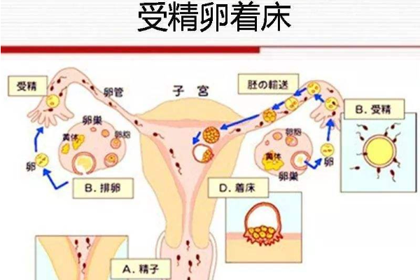 类似感冒是受精卵着床的信号吗？了解这五大症状确认！