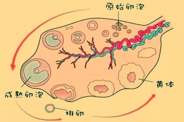 想知道优质卵泡的大小是多少mm？与普通卵泡相比有何不同？