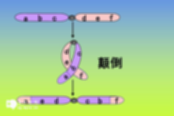 染色体倒位如何生出健康孩子？三代试管或许是最后的救命稻草