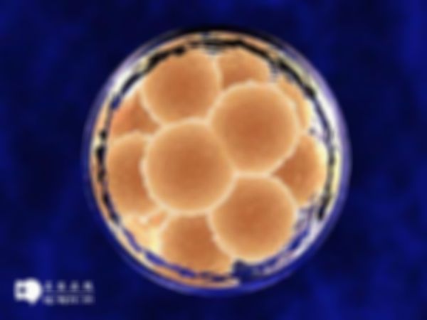 试管婴儿成功几率真实可靠的数字是多少？附上有关因素介绍