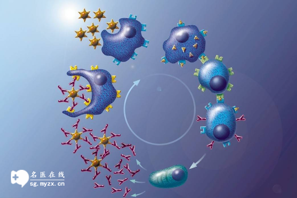 免疫反应对试管婴儿移植的影响有哪些？附上影响原因分析