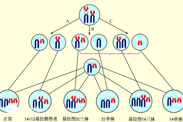 染色体平衡易位两种备孕方式公开，附备孕过程中的注意事项