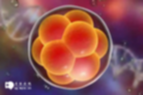 3天鲜胚的着床过程是怎样的？一文带你了解具体情况