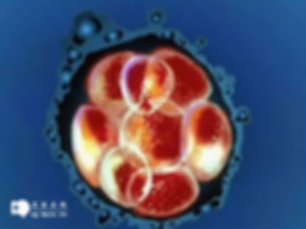 2024年广东试管婴儿是否可以直接做男孩女孩？内附法律与政策考量