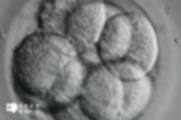 降调后移植冻胚有哪些流程？详细步骤解析