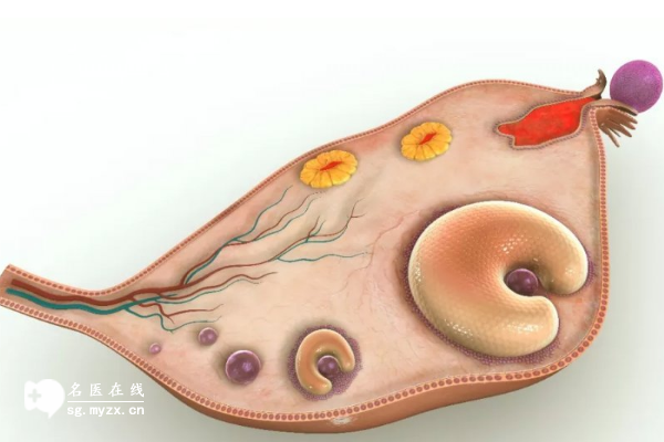 自然周期移植卵泡长得慢别担心，这些方法能提高卵泡发育速度