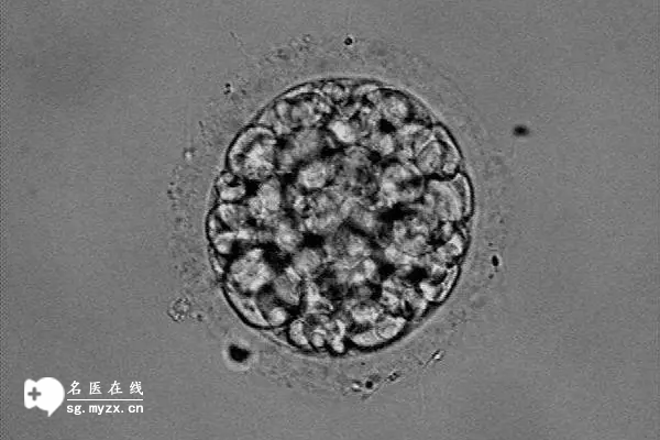 了解鲜胚移植8细胞和7细胞的差异，质量高低一目了然！