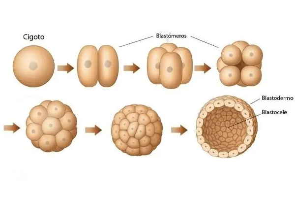囊胚移植后为何分裂？解析外界环境和子宫内膜对其的影响