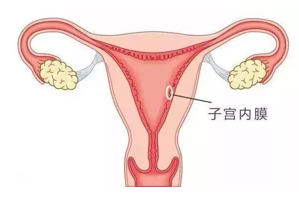 移植前调理内膜要多长时间？多数人调理时间超过20天