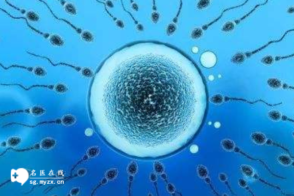 精子畸形率高怎么办？二代试管选择优质精子的重要性