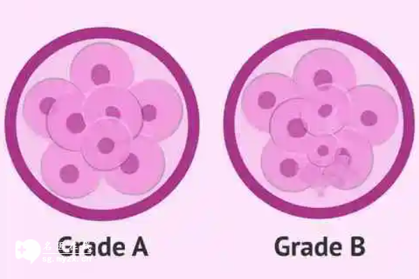 试管婴儿胚胎8c到底是什么意思？了解胚胎质量等级划分的重要性