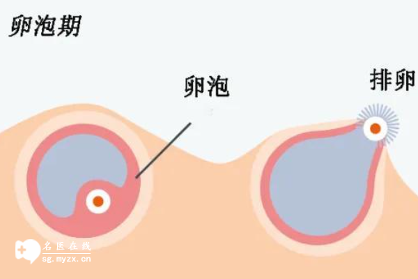 试管促排后卵泡涨速要看患者身体！了解个体差异的重要性