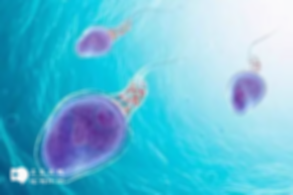 抗精子抗体阳性还能不能做试管婴儿？成功率多少这里了解