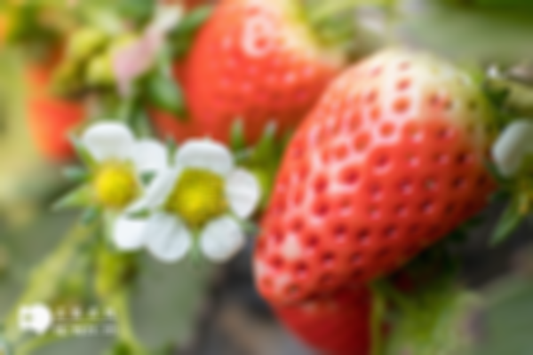 孕期冷知识：试管移植冻囊胚后不能吃草莓，这些食物也要忌口