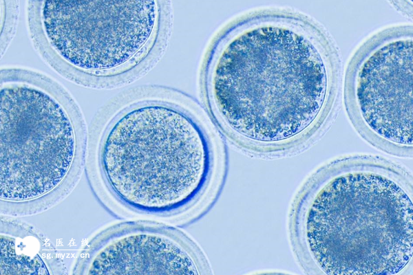 15个卵泡试管婴儿才达标，鲜胚和囊胚移植结果大比拼