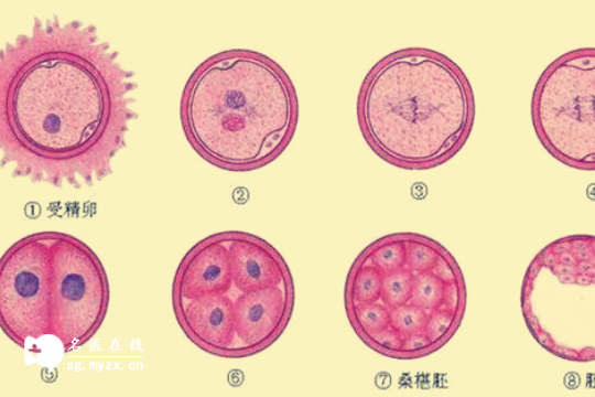 泰国做试管助孕生子需要准备多少钱？附试管助孕流程