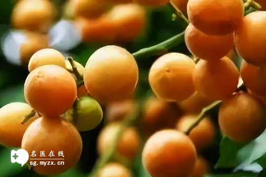 孕妇适量吃黄皮虽有好处，但不宜过量，易增加糖尿病风险！