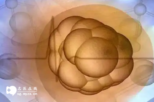 优质胚胎养囊失败的原因：发育潜能不足是关键之一