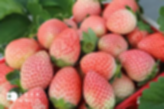 流鼻血與這3大種水果的“奇妙”關系,建議要少吃,多補充維生素K能幫助止血!