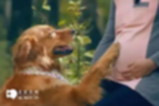 孕期养宠必看！养猫养狗注意这4大方面，让你与宠物和谐共处