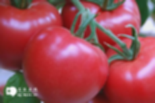 养肝必备！医生强烈建议：常吃这8种食物效果显著，西红柿可作为首选
