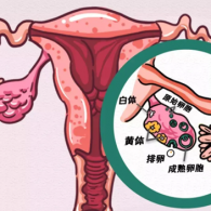 卵巢储备功能下降